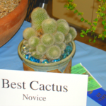 best-cactus-novice-2012-2