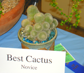 best-cactus-novice-2012-2
