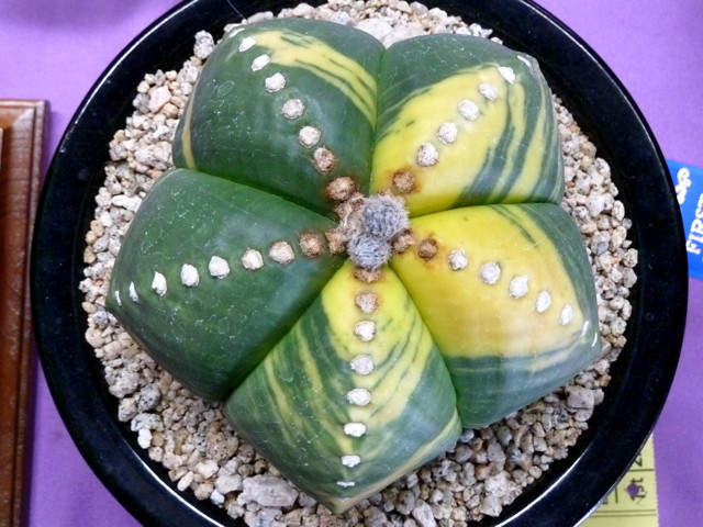 2013-08-18-inter-city-show-sale-la-arboretum-094-astrophytum-myriostigma-2