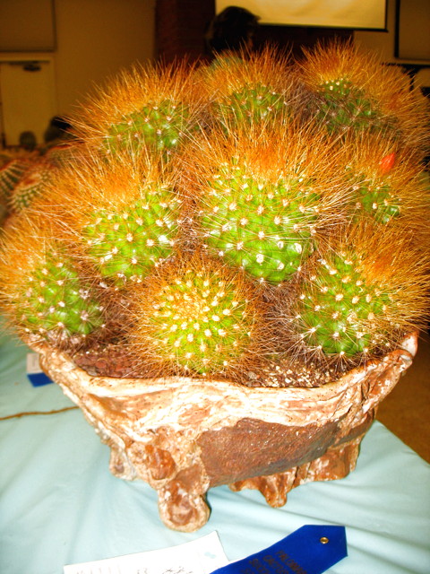 best-cactus-advanced-peter-walkowiak