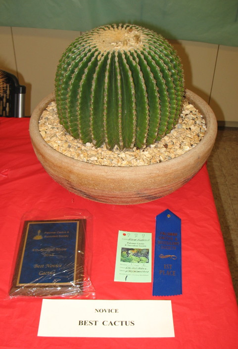 best-cactus-novice-robert-kopfstein