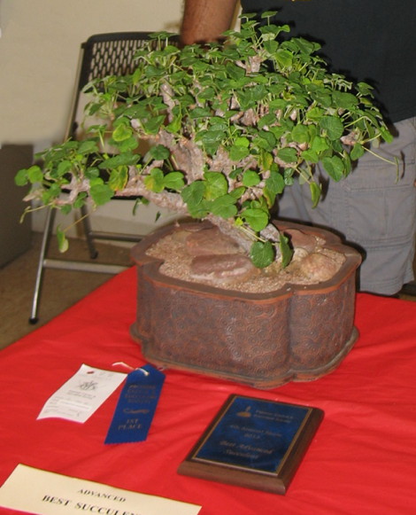 best-succulent-advanced-peter-walkowiak