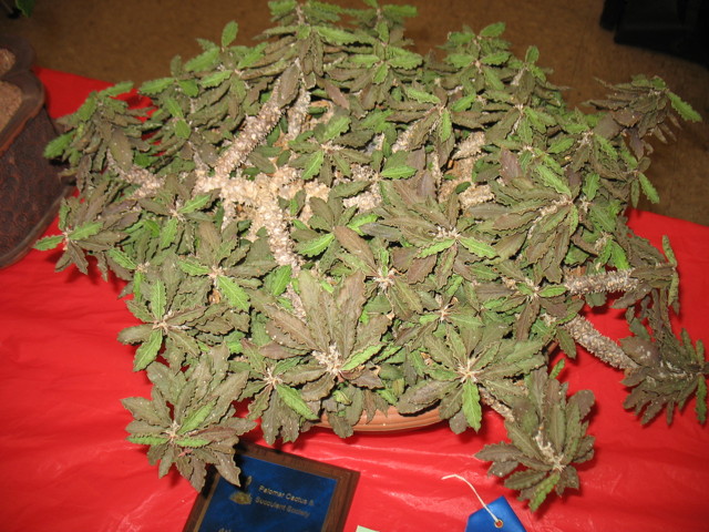 best-succulent-novice-robert-kopfstein-euphorbia-decaryi