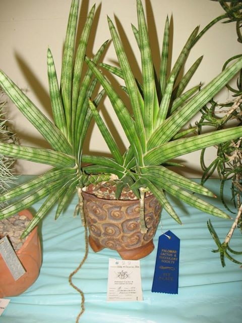 sanseveria