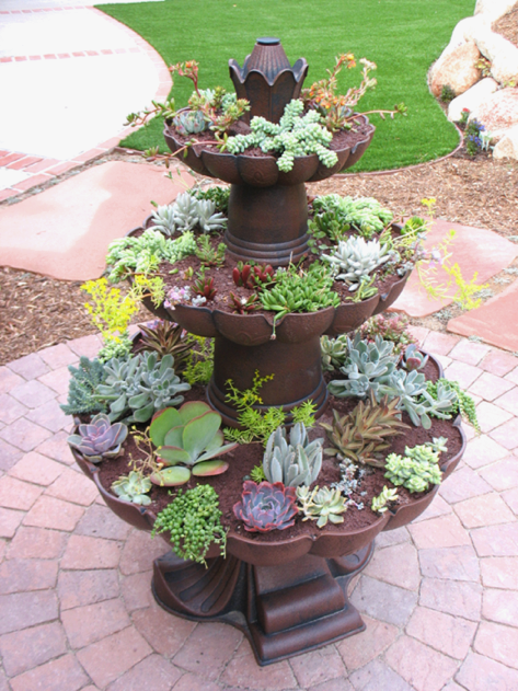 Photo Details - Palomar Cactus & Succulent Society